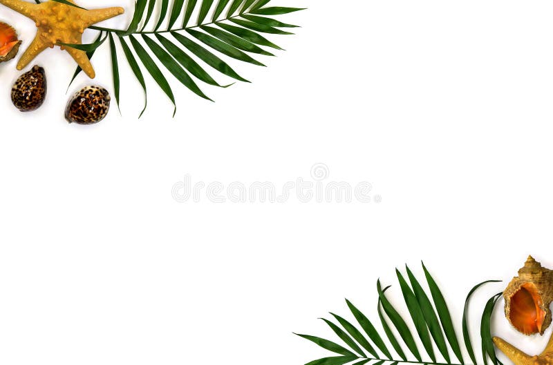 Frame of tropical leaves palm tree with sea shells starfish, sea shells cowrie, rapana mollusk on a white background