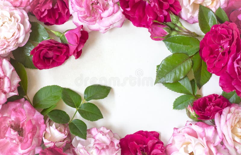 Frame wreath pattern with roses, pink flower bud, branches and leaves on white background. flat lay, topview copy space royalty free stock photography Frame wreath pattern with roses, pink flower bud, branches and leaves on white background. flat lay, topview copy space royalty free stock photography