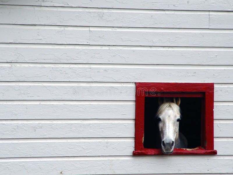 266 Horse Looking Out Barn Window Stock Photos Free & RoyaltyFree