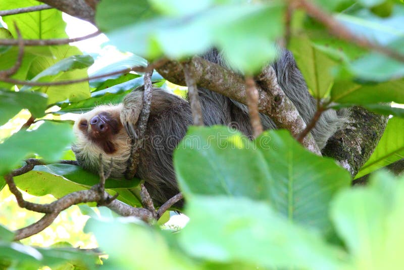 Framed shot of a cute sloth comfortably sleeping on tree branches stock photography Framed shot of a cute sloth comfortably sleeping on tree branches stock photography