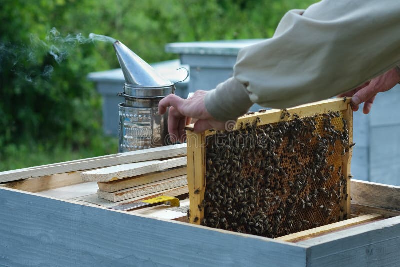 bee hive removal cost bee hive removal cost