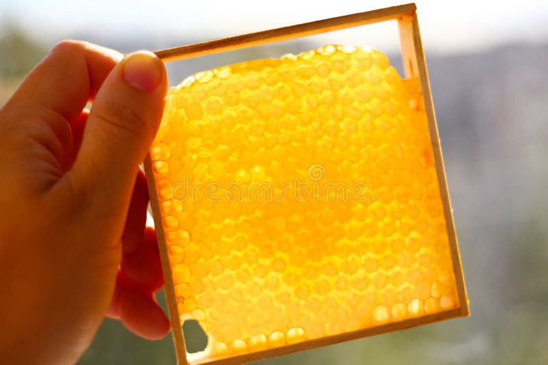 Frames for bees close-up in the hands of a beekeeper on the background of the sun stock photos
