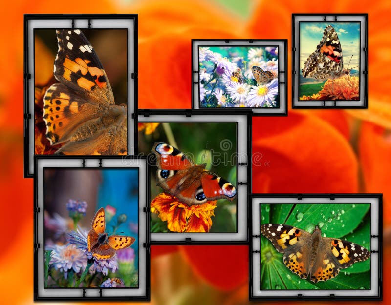 Frames with flowers and butterfly