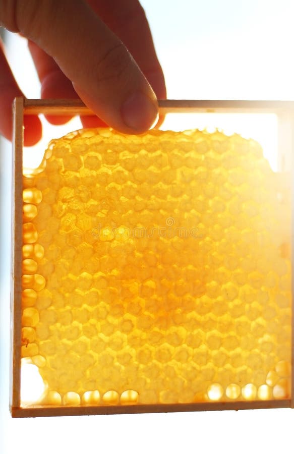 Frames for bees close-up in the hands of a beekeeper on the background of the sun royalty free stock image