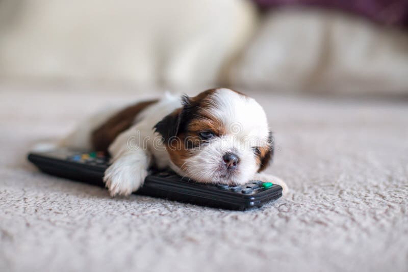 Framsida av den lilla shih-tzuvalpen arkivfoton