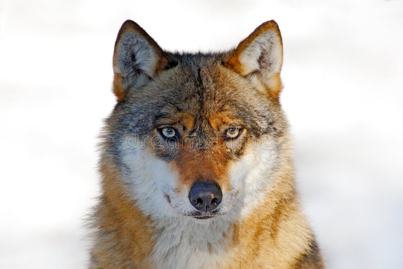 Framsida - till - framsidastående av vargen Övervintra platsen med faradjuret i den gråa vargen för skogen, Canislupus, stående m royaltyfri foto Framsida - till - framsidastående av vargen Övervintra platsen med faradjuret i den gråa vargen för skogen, Canislupus, stående m royaltyfri foto