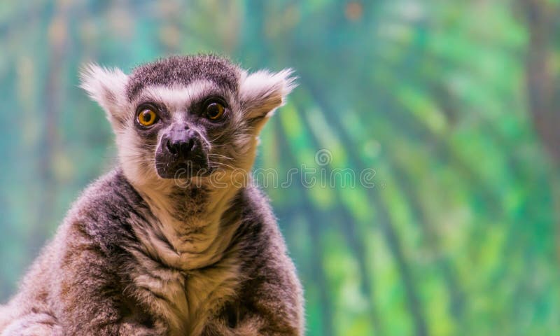 Framsidan av en cirkel tailed makiapa i closeupen, utsatt för fara tropisk djur specie från Madagaskar royaltyfri fotografi Framsidan av en cirkel tailed makiapa i closeupen, utsatt för fara tropisk djur specie från Madagaskar royaltyfri fotografi