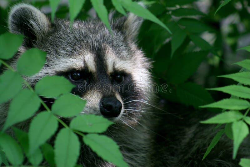 A raccoon peeking out from a bush. A raccoon peeking out from a bush