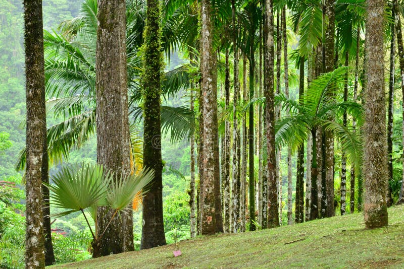 France, the picturesque garden of Balata in Martinique stock images France, the picturesque garden of Balata in Martinique stock images