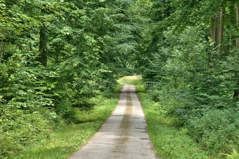 Frances, forêt de La Foret de Lyon dans Normandie image libre de droits Frances, forêt de La Foret de Lyon dans Normandie image libre de droits