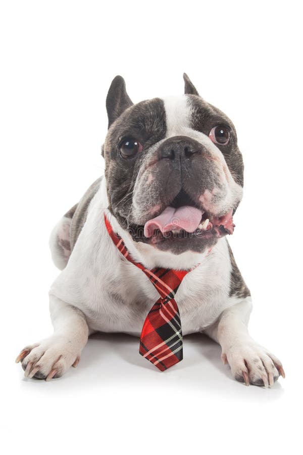 French bulldog with red tie interogative isolated on white background. French bulldog with red tie interogative isolated on white background