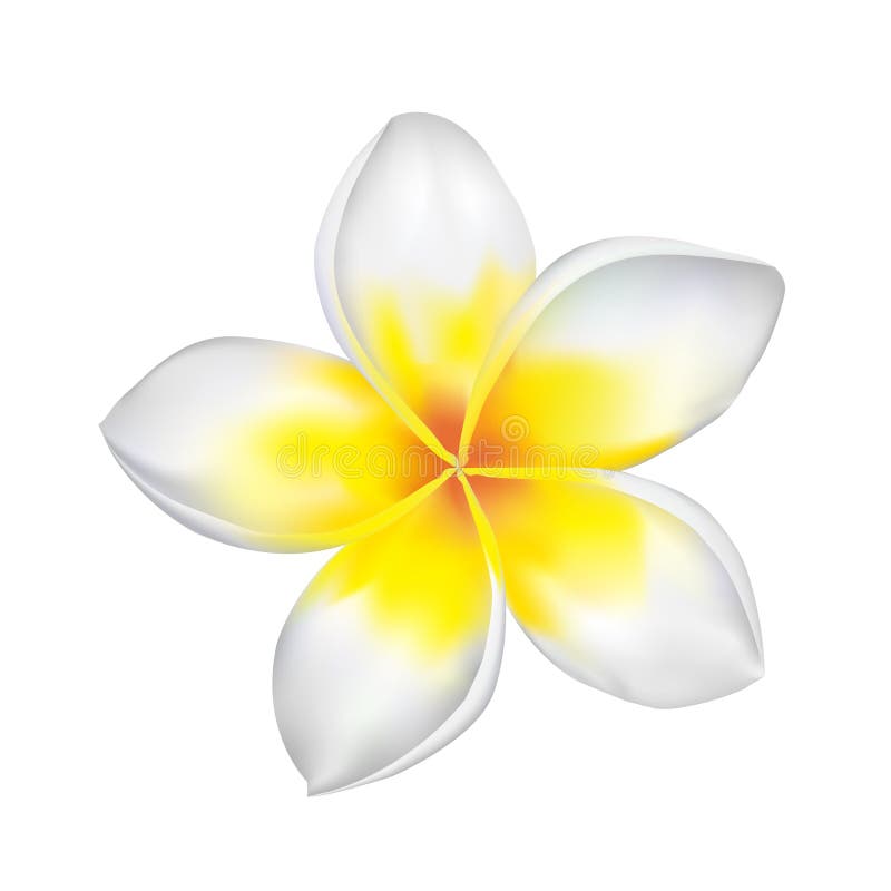 Frangipani stock vector. Illustration of petals, beautiful - 10451063