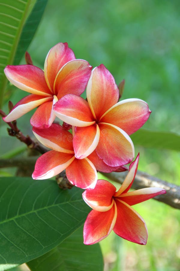 Frangipani stock image. Image of flower, pink, plumeria 14020675