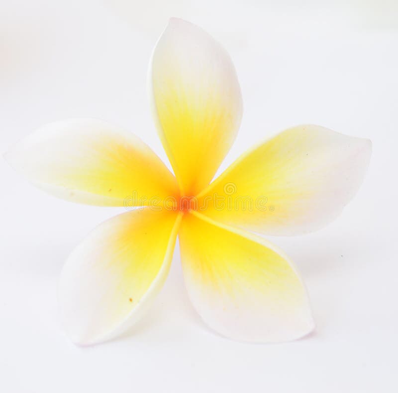 The Beauty of Red Frangipani Flowers is Pleasing To the Eye Stock Photo