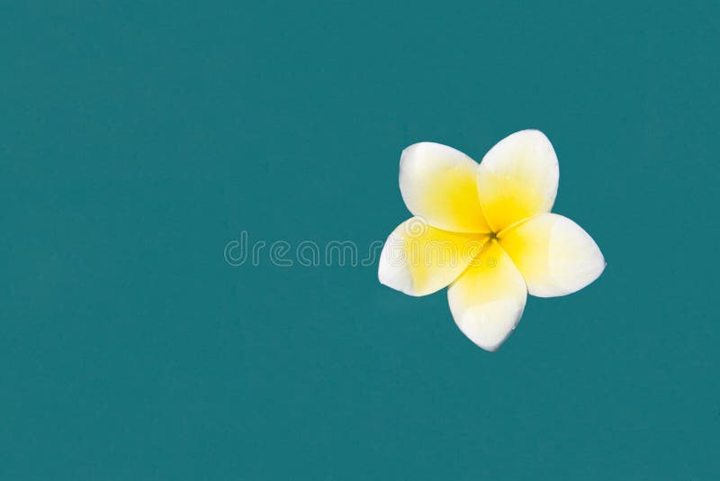 Frangipani