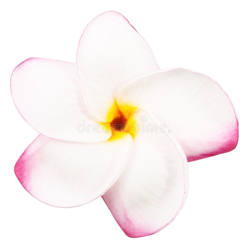 Frangipani amarelo de florescência do plumeria imagens de stock Frangipani amarelo de florescência do plumeria imagens de stock