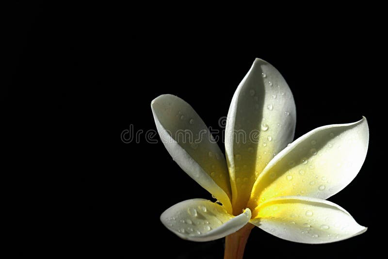 Fiore fioritura, con una goccia su sfondo nero.