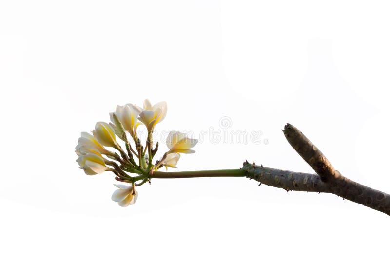Frangipani de la flor del Plumeria, árbol de templo aislado en el fondo blanco imagen de archivo Frangipani de la flor del Plumeria, árbol de templo aislado en el fondo blanco imagen de archivo