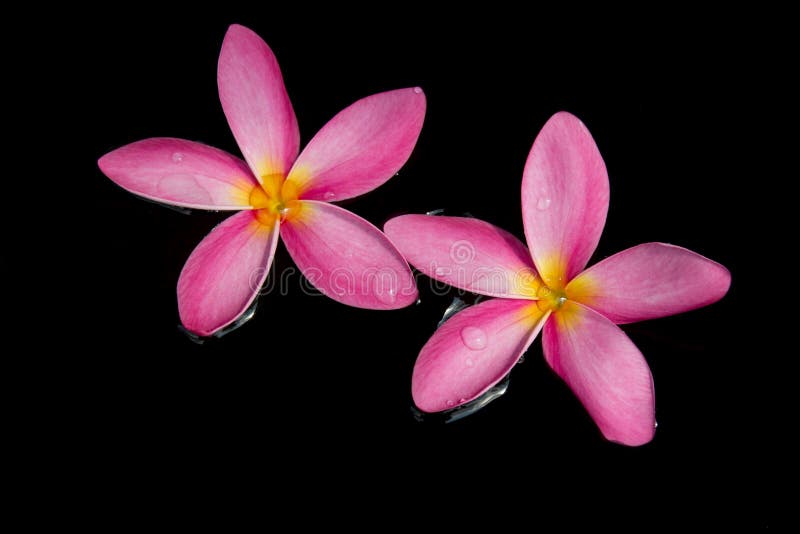 Frangipani, Dok Champa in morning sunrise