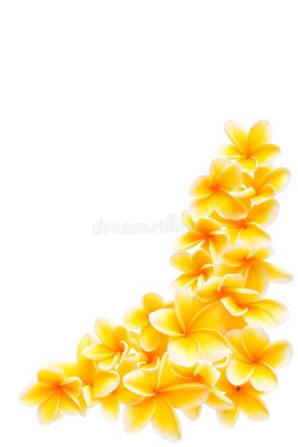 frangipani faisant le coin de cadre images libres de droits frangipani faisant le coin de cadre images libres de droits