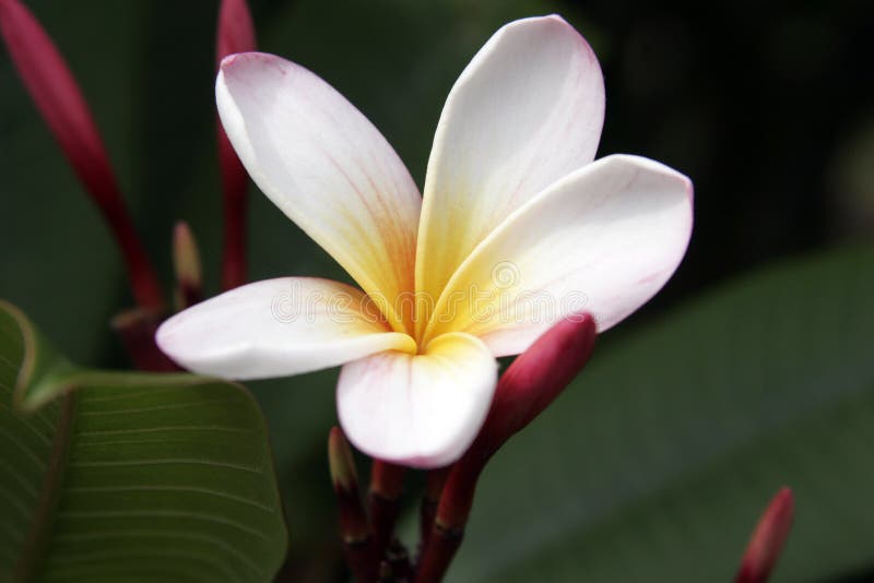 Frangipani Flowers Stock Photo Image of plumiera, botanical