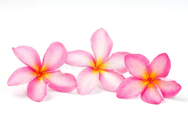 Frangipani stock image. Image of accessories, frangipani 142475