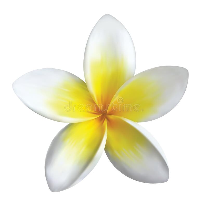 Frangipani flower