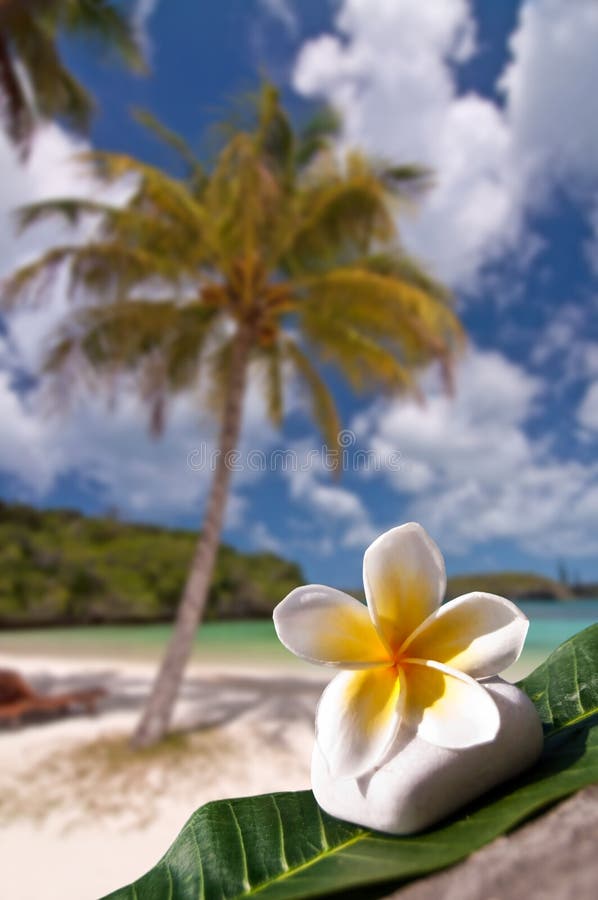 Flower Beach Beauty White and Pink Flowers Close Up in Beach Landscape