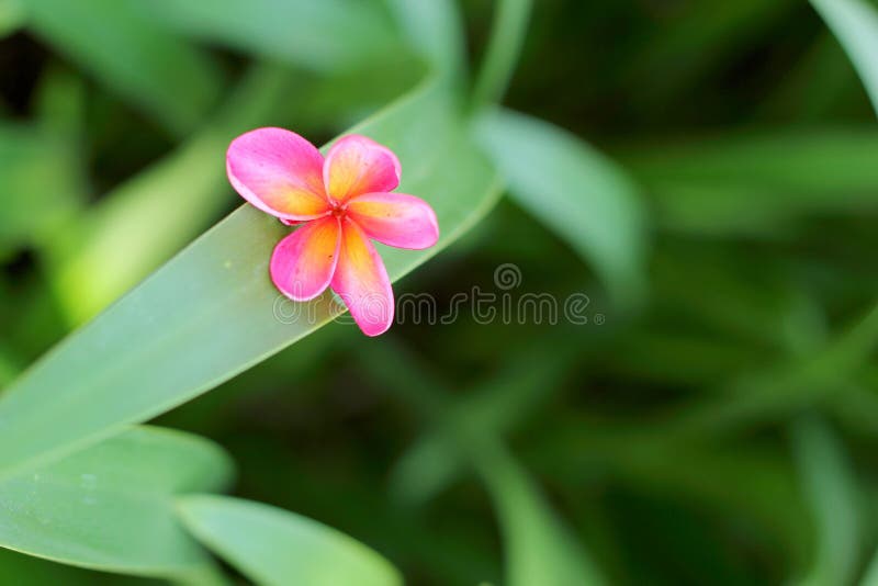 Frangipani Flower Beauty in the Nature Stock Photo Image of tropic