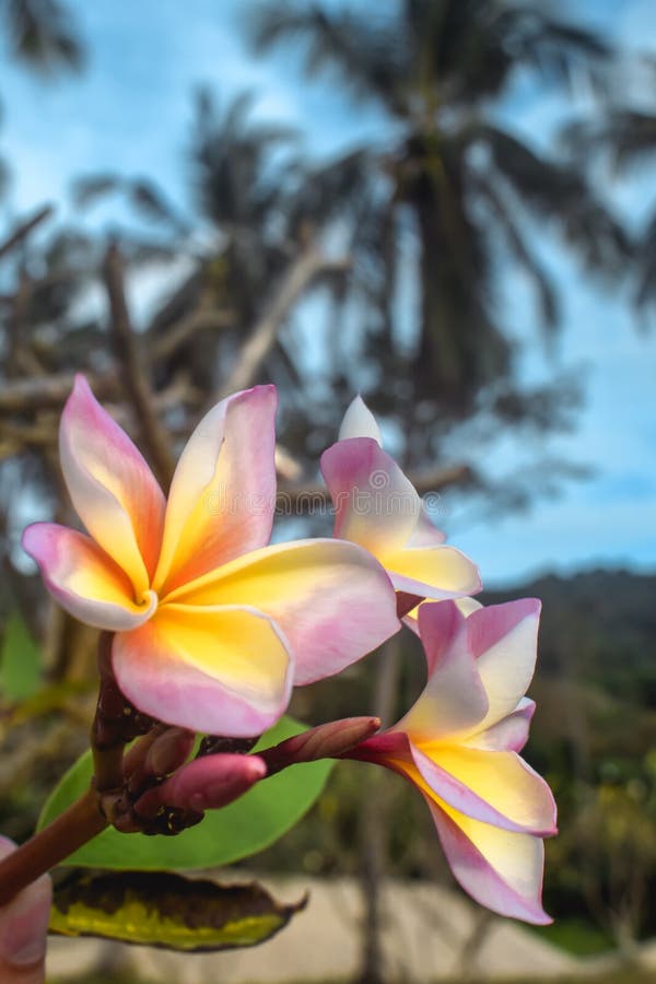 Frangipani Flower Blossoms Blooming on a Beach with Palm Trees Behind