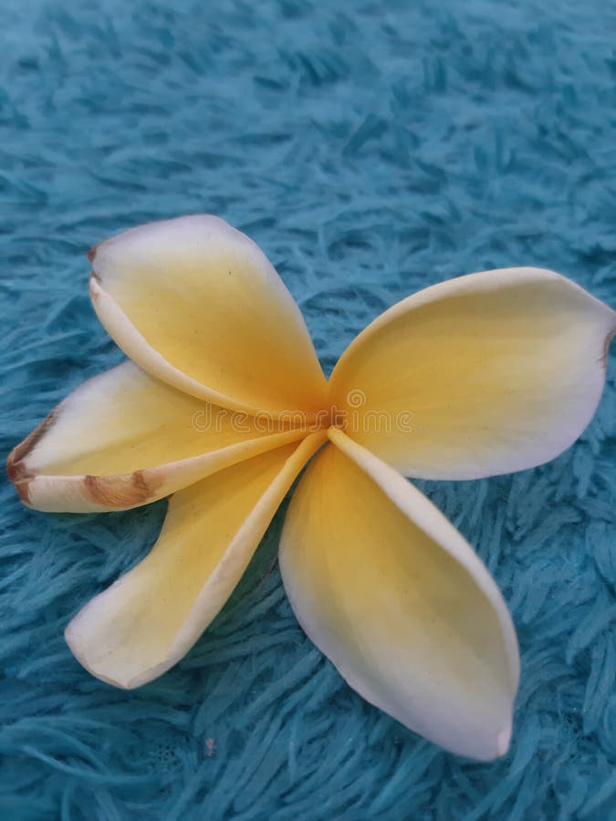 Frangipani Flower on the Blue Carpet Stock Photo Image of blue, organ 198301354
