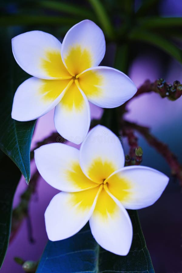 Frangipani Tropical Flowers Stock Photo Image of petals, frangipanis 2086832