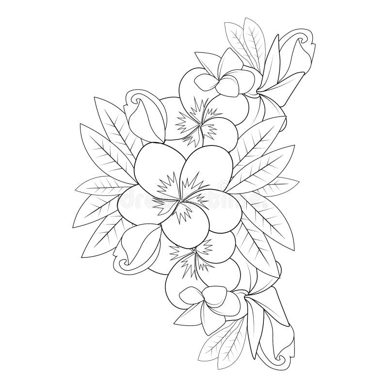 Frangipani Flower Doodle Coloring Page Outline Vector Illustration of ...