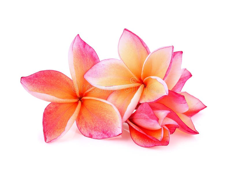 Frangipani Flower Isolated on White Background Stock Photo Image of