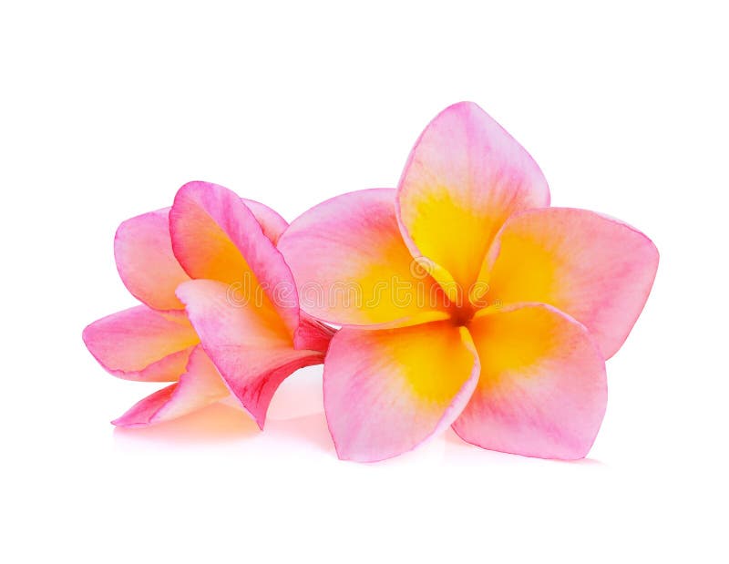 Frangipani Flower Isolated on White Background Stock Image Image of