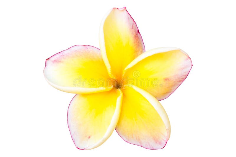 Frangipani Flower or Plumeria Stock Image Image of beauty, clipping