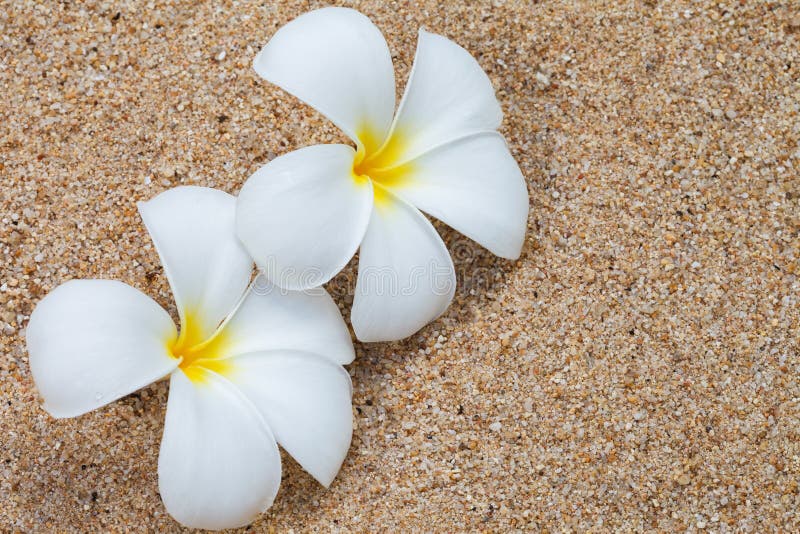 Frangipani flower on sand