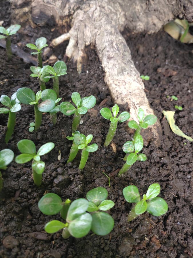Frangipani seeds stock image. Image of clear, garden 50936673