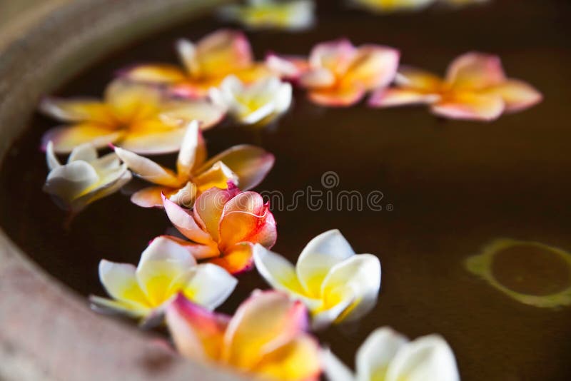 Frangipani flower in spa bowl