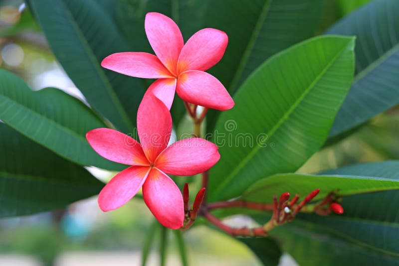Frangipani Flower on a Tree. Spring of Pink Plumeria Flower Stock Image