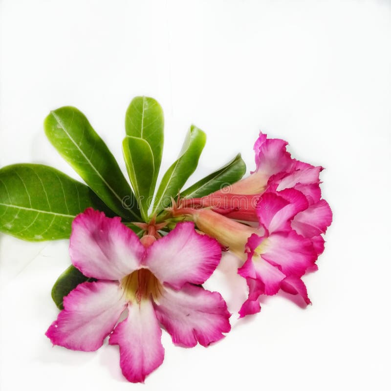 Frangipani flower stock image. Image of invitation, frangipani 168009155