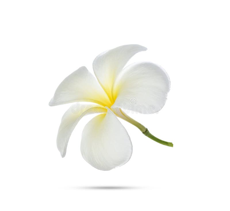 Frangipani Flower on White Background Stock Image Image of petal