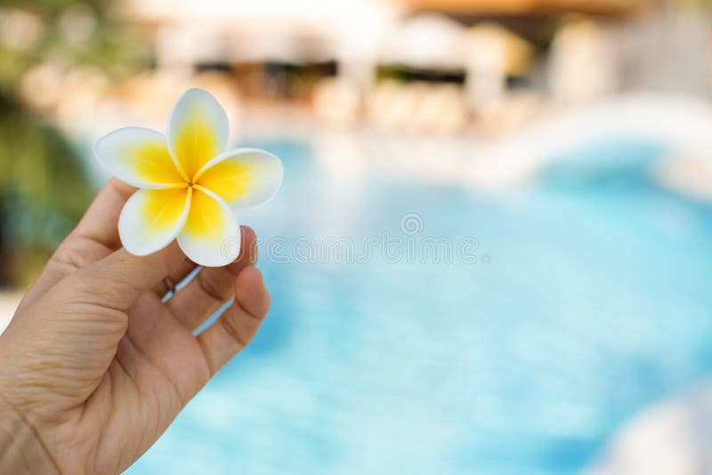 Frangipani Flower in woman Han. White Frangipani Flower in woman Hand. Summer vacation. Exotic resort royalty free stock images Frangipani Flower in woman Han. White Frangipani Flower in woman Hand. Summer vacation. Exotic resort royalty free stock images