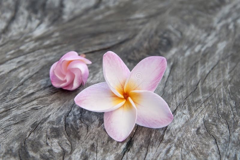 Frangipani flowers