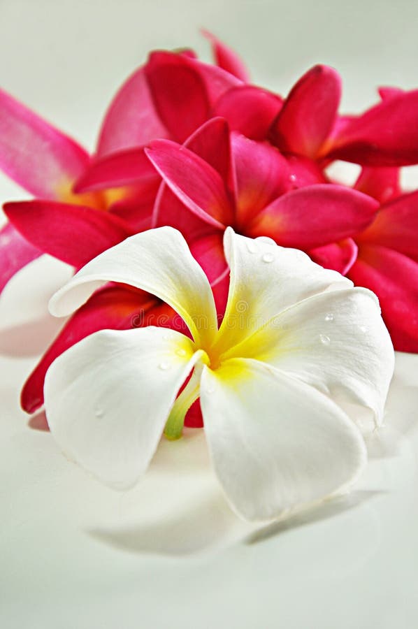 Frangipani flower stock image. Image of asia, blooming 26650915