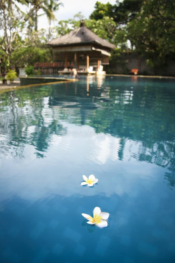 Frangipani flowers bali spa hotel pool