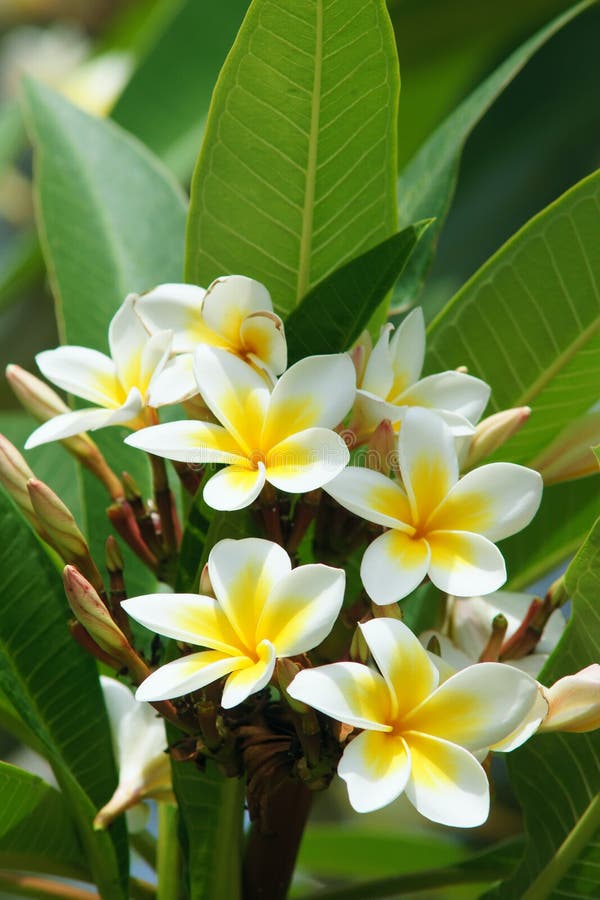 Frangipani flowers stock photo. Image of rubra, leaves - 39824394