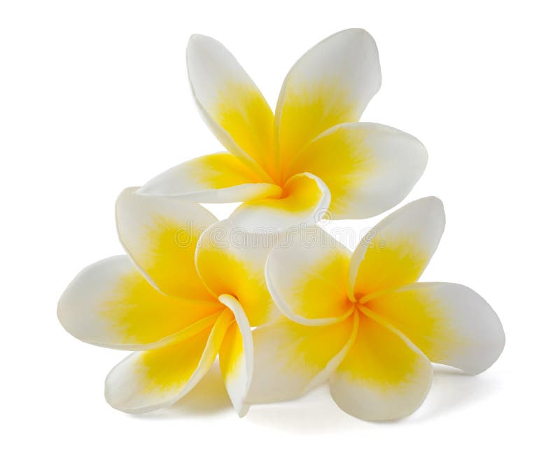 Frangipani flowers group stock image. Image of flowers 269883585