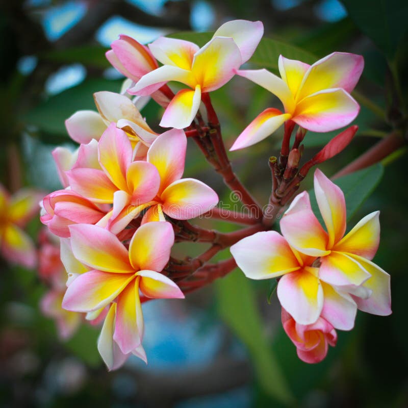 Frangipani flowers with leaves in background royalty free stock photos Frangipani flowers with leaves in background royalty free stock photos