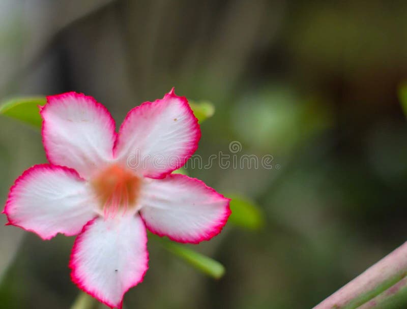 Frangipani Flowers are the Red and White Flowers Stock Photo Image of